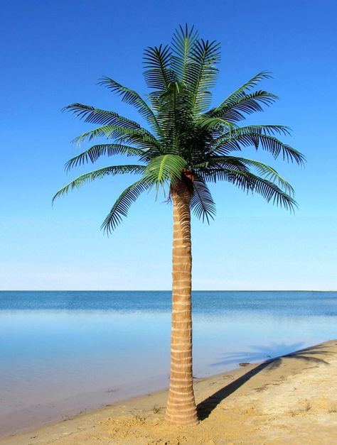 Palm Trees Garden, Fake Palm Tree, Palm Tree Pictures, Artificial Palm Leaves, Pool Landscape Design, Coconut Palm Tree, Outdoor Trees, Coconut Palm, Garden Pictures