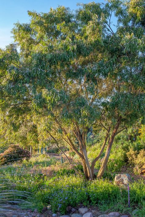 Agonis flexuosa- Peppermint Willow Agonis Flexuosa, Plants For House, Potatoes And Corn, Peppermint Tree, Qualitative Research, Peppermint Plants, Black Cockatoo, House Gallery, Chop Suey