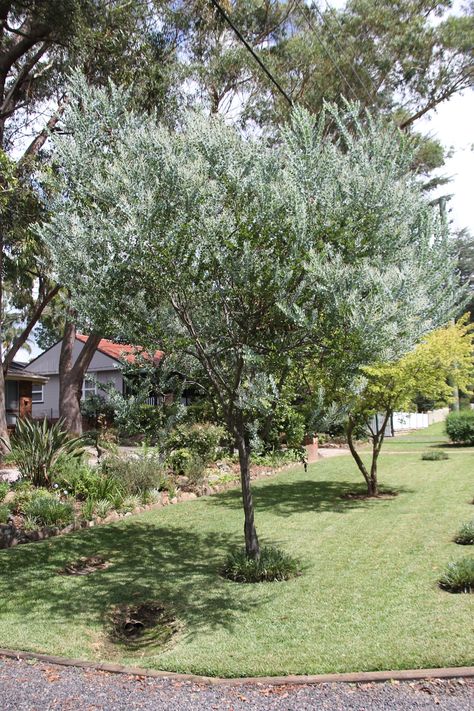 Wattle Tree, Australian Trees, Australian Garden, Landscape Trees, Garden Spaces, Queensland, Stepping Stones, Tree Trunk, Landscaping