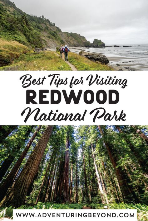 Stunning 3 Days in Redwood National Park - Adventuring Beyond Redwood National Park With Kids, Redwood National Park Itinerary, Forest Vacation, Redwoods National Park, Washington Road Trip, Florida National Parks, Redwood National And State Parks, Colorado National Parks, Congaree National Park