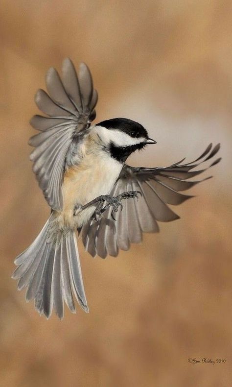 Bird Drawing Easy, Chickadee Tattoo, Drawing Easy Pencil, Simple Bird Drawing, Shading Pencil, Sparrow Drawing, Drawing S, Sparrow Art, Sparrow Tattoo