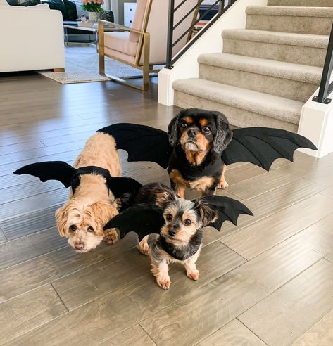 No sew DIY dragon dog costume, Game of Thrones dragon Halloween costume Halloween Costumes With Dogs Couple, Puppy In Halloween Costume, Home Made Dog Costume, Dogs Halloween Costumes Diy, Sewing Dog Costumes, Dog Diy Costumes Halloween, Dog Bat Costume Diy, Dogs Costumes Halloween, Puppy Halloween Costume Pets