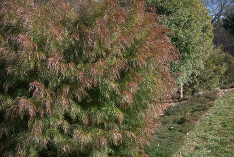 Acacia Cognata, Screening Trees, Australian Gardens, Australian Garden Design, Bush Tucker, Garden Retaining Wall, Australian Trees, Screen Plants, Privacy Trees