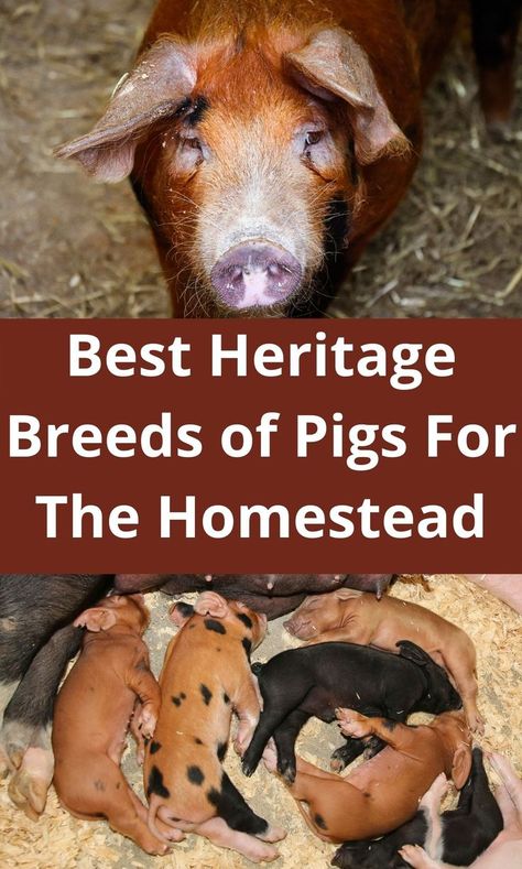 When you choose the best heritage breeds of pigs for your homestead goals, you’re on your way to a productive, easier to handle, and more hardy herd. Learn about the best heritage breeds of pigs to make the best choice for your homestead. #heritagebreeds #HeritageBreedsofPigs #HeritagePigs #HomesteadAnimals Heritage Pig Breeds, Hampshire Pig Breed, Pig Homestead, Hog Farming, Types Of Pigs, Homestead Pigs, Pigs Farming Livestock, Heritage Breeds Livestock, Mini Farming