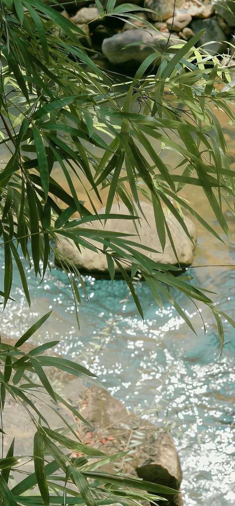 Wallpaper Backgrounds Jungle, Wallpaper Backgrounds And Lockscreen, Large Wallpaper Phone, Calm Green Aesthetic, Iphone Wallpaper Calm, Sea Water Wallpaper, Iphone Xr Background, Tropical Wallpaper Iphone, Beautiful Iphone Wallpaper