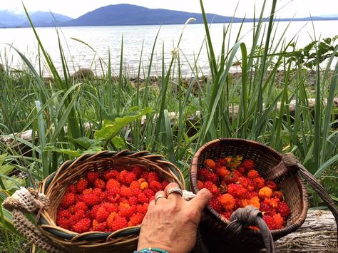 Fresh-picked salmon berries - Auke Bay, Alaska Inuit Food, Salmon Berries, Salmon Berry, Alaska Recipes, Alaska Living, Alaska Food, Alaskan Wildlife, Foraging Recipes, Alaskan Salmon