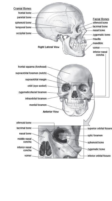 Skull: Cranium and Facial Bones Skull Parts Anatomy, Forensic Art, Human Skull Anatomy, Anatomy Education, Anatomy Flashcards, Drawing The Human Head, Radiology Student, Medical Esthetician, Anatomy Studies