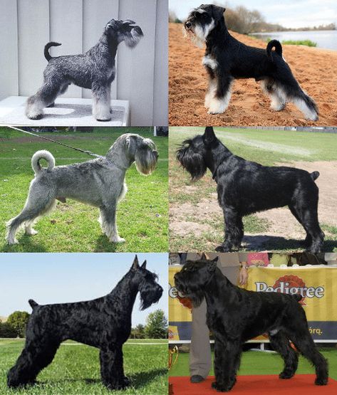 Dog Infographic, Schnauzer Breed, Schnauzer Grooming, Standard Schnauzer, Giant Schnauzer, Human Eyes, Dog Cuts, Schnauzer Puppy, Schnauzer Dogs