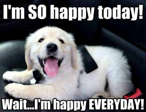 happy puppy Happy Dogs, Adorable Pets, Golden Retrievers, Dog Quotes, Animal Love, Love Animals, Beautiful Dogs, Dog Life, 귀여운 동물