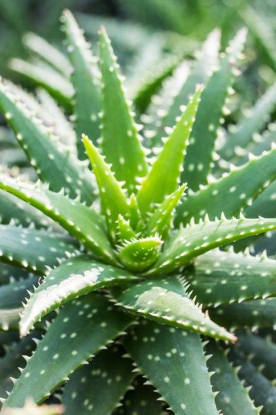 grow aloe vera Growing Aloe Vera, Easy House Plants, Easy Plants To Grow, Propagating Succulents, Aloe Plant, Aloe Vera Plant, Winter Plants, Growing Succulents, Plant Guide