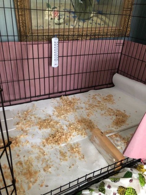 Dog Crate Brooder, Dog Crate Chicken Brooder, Baby Chick Brooder, Chick Brooder Ideas, Chick Brooder, Brooder Box, Chicken Brooder, Backyard Coop, Raising Chicks