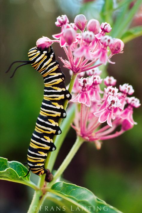 Monarch Butterfly Caterpillar, Juliette Tattoo, Asclepias Syriaca, Bug Watercolor, Monarch Chrysalis, Butterfly Milkweed, Meadow Cottage, Butterfly Caterpillar, Frans Lanting