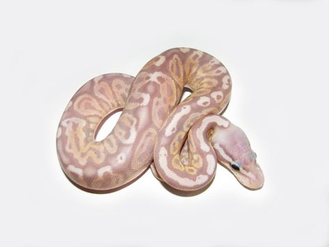 Banana Black Pewter - Morph List - World of Ball Pythons Ball Pythons, Cute Reptiles, Ball Python, Snakes, Reptiles, Python, Black