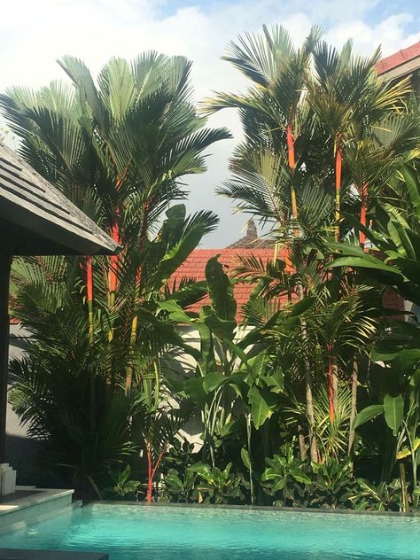 Lipstick Palm Landscaping, Palm Trees Backyard, Cyrtostachys Renda, Lipstick Palm, Bali Garden, Tropical Landscape Design, Palm Garden, Tropical Backyard, Backyard Pool Landscaping