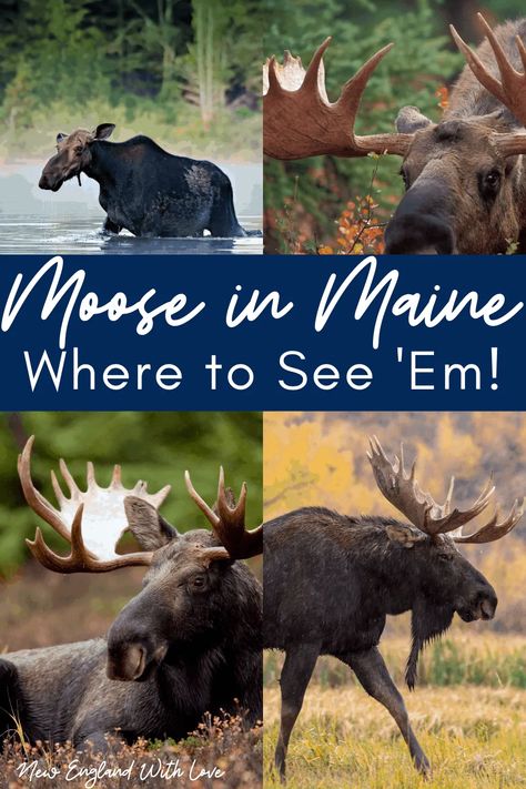 Where To See Moose In Maine, Phippsburg Maine, Travel Maine, Maine Road Trip, Maine Trip, Baxter State Park, Maine New England, Visit Maine, New England Road Trip