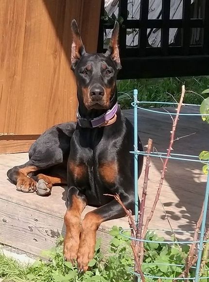 72 Cute Female Dog Names For Doberman Pinschers Doberman Pinscher Female, Doberman Dog Names, Doberman Pinscher Aesthetic, Doberman Names, Female Doberman, Doberman Pictures, Tough Dog Names, Dr Pets, Black Dog Names