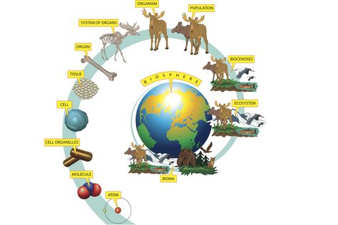 The hierarchy of biological organization. From ecology to molecular biology, the science of biology studies them all. Levels Of Organization Biology, Biological Organization, Biology Science Fair Projects, What Is Biology, Organization Of Life, Levels Of Organization, General Biology, Biology Projects, A Level Biology