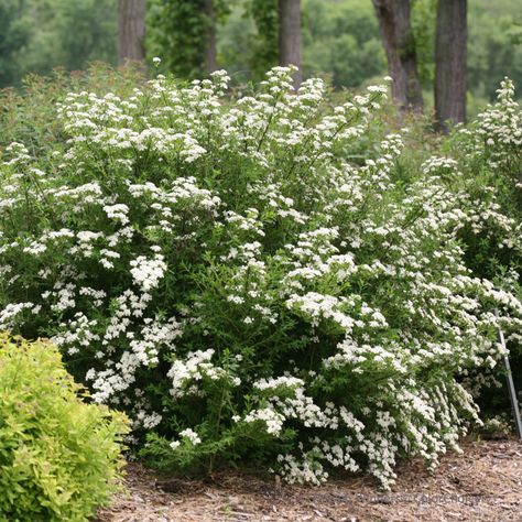 Spirea - Ultimate Care & Growing Guide | Proven Winners Spirea Plant, Spirea Bush, Spirea Shrub, Gardening Greenhouse, Bridal Wreath Spirea, Lisa Williams, Bush Garden, Bridal Wreath, Front Landscaping