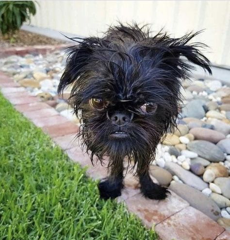 World Ugliest Dog, Ugly Animals, Ugly Dogs, Really Cute Puppies, Brussels Griffon, Yorkie Puppy, Funny Cats And Dogs, Funny Animal Pictures, Funny Animal