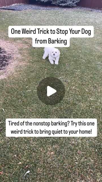 How To Train Your Dog | Dog Training Tips on Instagram: "If your dog just won’t stop barking, here’s a quirky but effective trick to try: The ‘Bark Interrupt’ Method using a can of pennies!  🐾 How It Works: 	•	Action: Fill a small can or plastic bottle with a few pennies (or beans). When your dog starts barking, shake the can loudly near them (without startling or scaring them). 	•	Why It Works: The sudden noise from the can catches their attention and interrupts the barking cycle. It startles them in a non-threatening way, breaking their focus and causing them to stop barking.  🐾 Why This Trick Works: 	•	Interrupts the Habit: The noise doesn’t hurt but provides a sharp enough distraction to stop your dog in their tracks. 	•	Simple and Effective: It’s an easy-to-use technique that doesn’ Puppy Training Schedule, Trick Words, Dog Tricks, Leash Training, Dog Tips, Train Your Dog, Dog Hacks, Crate Storage, Dog Activities