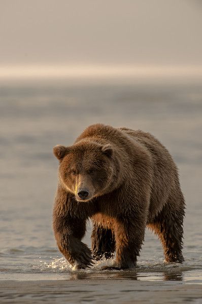 John Pennoyer: Brown Bear on the move Brown Bear Astethic, Alaskan Brown Bear, Bear Photo, Brown Bears, Bear Animal, Bear Photos, Bear Pictures, Airbrush Art, Love Bear