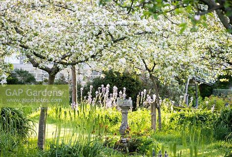 Orchard of fruit trees underplanted with long grasses and blue camassias around a central sundial Plant Photography, Grow Your Own Food, Medicinal Herbs, Grasses, Grow Your Own, Fruit Trees, Garden Plants, Drake, Gap