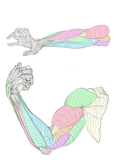 Arm Anatomy, Arm Drawing, Human Body Drawing, Anatomy Sculpture, Anatomy Tutorial, Human Anatomy Drawing, Hand Drawing Reference, Human Anatomy Art, Human Drawing