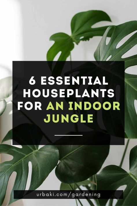 Indoor Jungle Houseplant, Outdoor Tropical Plants, Tropical Plants Indoor, Exotic House Plants, Indoor Tropical Plants, Tropical House Plants, Plant Magic, Plants Ideas, Tropical Gardens