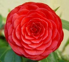 middlemist red | ... Red - You're a Flame in My Heart CAMELLIA White - You're Adorable Middlemist Red, Red Camellia, Language Of Flowers, Rare Flowers, Ornamental Plants, Save The World, Beautiful Photos Of Nature, Red Wallpaper, Flower Petals