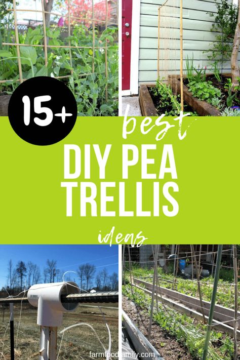 How to build a trellis for growing peas | DIY Pea Trellis Ideas & Projects Diy Pea Trellis, Pea Trellis Ideas, Snap Pea Trellis, Diy Garden Trellis Ideas, Vegetable Garden Inspiration, Pea Trellis, Garden Trellis Ideas, Lawn Repair, Building A Trellis