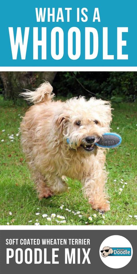 What is a Whoodle? Find out in this guide to the Whoodle dog breed including information about appearance, grooming, temperament, and more! Everything you need to know about the Soft Coated Wheaten Terrier Poodle mix. Whoodle Dog, Whoodle Puppy, Wheaten Terrier Mix, Terrier Poodle Mix, Doodle Dog Breeds, Terrier Poodle, Poodle Mix Breeds, Poodle Mix Puppies, Poodle Mix Dogs