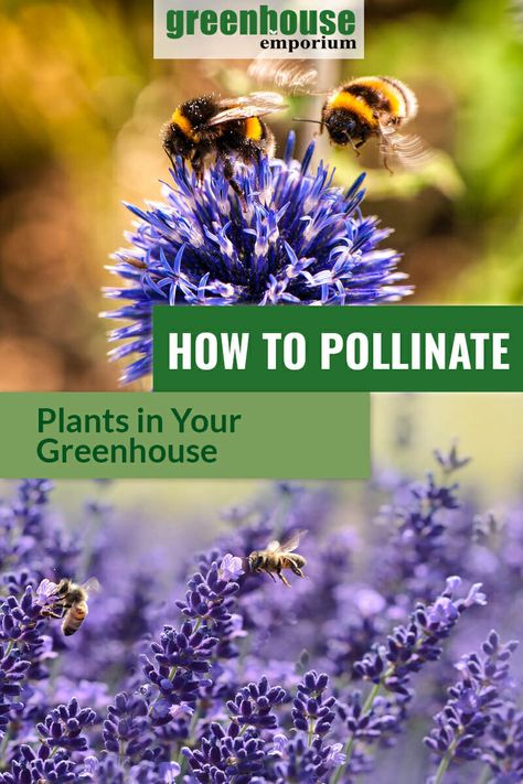 Pollinating plants in your greenhouse can be a challenge. There are many ways to handle pollination of flowers in a greenhouse. Bees and wind help flowers with pollination in the nature, and in your greenhouse they need more help. Read on to find out how to pollinate plants in a greenhouse! #greenhouseemporium #greenhousegardening #pollination Greenhouse Plants Best, Self Pollinating Vegetables, Growing Flowers From Seeds In Greenhouse, Unheated Greenhouse Growing, Poly Tunnel Greenhouses, Common Garden Plants, Greenhouse Plants, Greenhouse Growing, Growing Greens