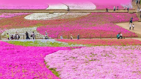 Hitsujiyama Park, Saitama Prefecture, Japan Creeping Phlox, Saitama Prefecture, Flowers Perennials, Saitama, Ipad Wallpaper, Asia Travel, Small Flowers, Pretty In Pink, Color Splash