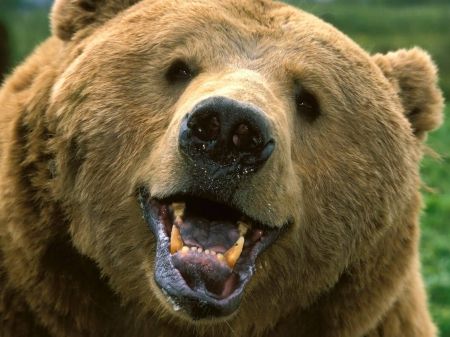 Bear Teeth, Angry Bear, Bear Attack, Animal Puns, Sinus Infection, Bear Pictures, Bear Stuffed Animal, Grizzly Bear, Big Bear