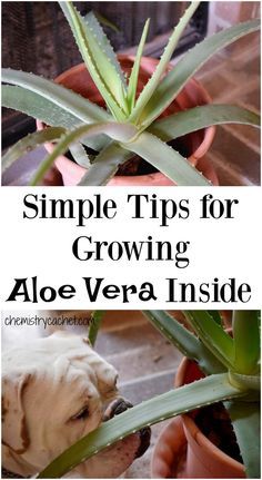 Potted Aloe Vera, Aloe Vera Plant Indoor, Growing Aloe Vera, Succulent Garden Diy, Aloe Plant, Aloe Vera Plant, Succulent Garden, Healthy Nutrition, Garden Diy