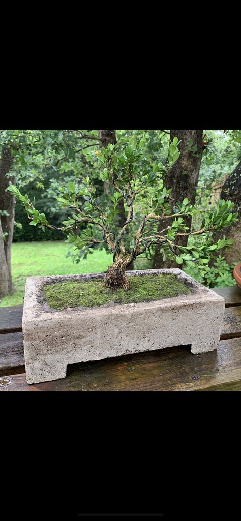 Boxwood Bonsai, Bonsai Wire, Plant Pot Diy, Coops Diy, Concrete Diy Projects, Garden Crafts Diy, Diy Concrete, Bonsai Art, Concrete Pots