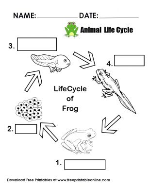 Animal Life Cycle is the developmental stages of every animals during an organism's lifetime.With the help of this worksheet , your students will learn more about the length of life cycle and the number of stages.Your students will truly enjoy learning with this printable worksheet. Frog Life Cycle Drawing, Life Cycle Of Frog Preschool, Life Cycle Of Animals Worksheet, Middle School Worksheets, Primary School Worksheets, Frog Life Cycle Worksheet Free Printable, Life Cycle Of Frog Worksheet, Frog Life Cycle Printable, Life Cycle Worksheet