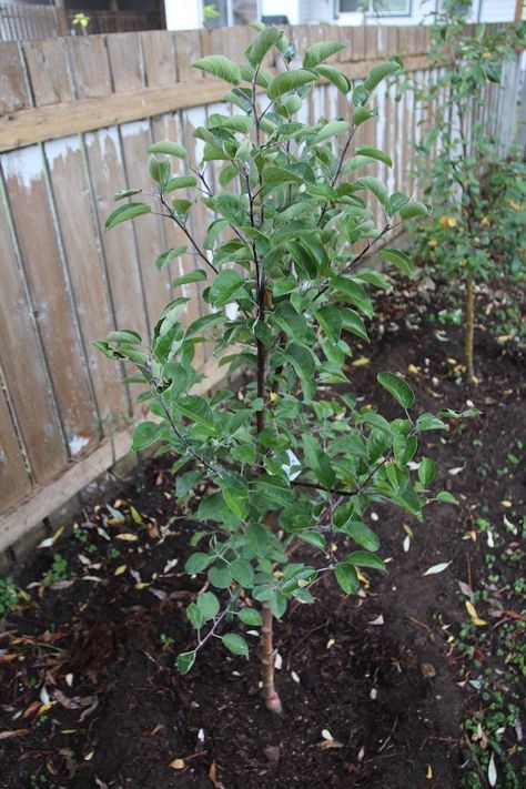 How to plant apple trees! This is a Semi-Dwarf McIntosh Apple Tree. I also planted a new Honeycrisp :) #apples #fruit #orchard #urbanhomesteading Honeycrisp Apple Tree, Planting Apple Trees, Growing Apple Trees, Apple Tree Care, Apple Tree From Seed, Free Garden Planner, Mcintosh Apples, Electric Smoker, Apple Trees