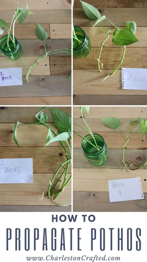 how to propagate pothos When To Plant Propagated Plants, How To Get Pothos To Vine, How To Propagate Plants From Cuttings, How To Replant Plants, Pothos Trellis Indoor Diy, How To Propagate Pothos, Pathos Propagation, Pothos Plant Propagation, Propagating Plants From Cuttings