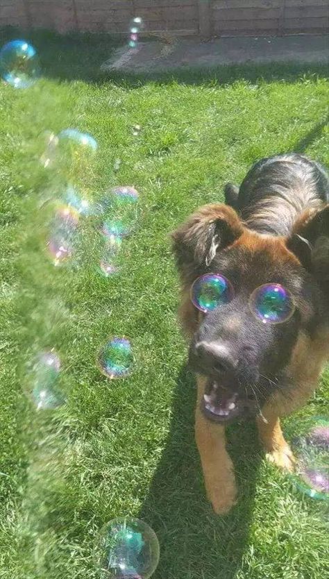 Funny Animal Meme Pics - bubble eyes Bubble Dog, What Kind Of Dog, Perfectly Timed Photos, Memes Of The Day, Kinds Of Dogs, Perfect Timing, Funny Animal Memes, Animals Images, Funny Animal Pictures