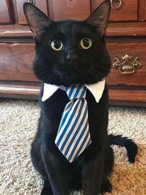 Cats With Jobs, 0.5 Cats, Cats In Suits, Cat In A Suit, Emo Cat, Black Cat Breeds, Business Cat, Glume Harry Potter, Cat Purr