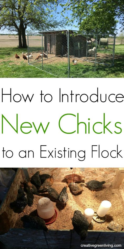 Raising Chicks, Backyard Chicken Farming, Chicken Health, Raising Backyard Chickens, Backyard Flocks, Chicken Garden, Keeping Chickens, Baby Chickens, Chicken Coop Plans