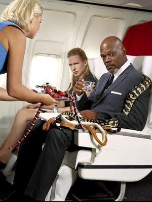 Snakes On A Plane. Samuel L. Jackson. @Neferast Snakes On A Plane Movie, Snakes Pictures, Snakes On A Plane, Am I Dreaming, South Hampton, Samuel L Jackson, The Passenger, John Travolta, Psychological Thrillers