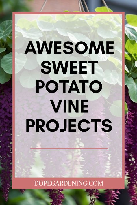 Want to brighten up your garden? Sweet potato vines are a fantastic choice! They come in wonderful shades of green and purple that can add charm to any space. Imagine cascading vines flowing from hanging planters or ground pots—all that lovely color catching the eyes of your friends! In this guide, we share 10 creative tips to make the most of these beautiful plants. Use them to enhance your garden’s look, whether it's hanging, trailing, or crawling along the ground. Explore more about this delightful garden addition today! Vine Garden Ideas, Sweet Potato Vine Planter, Sweet Potato Plant Vine, Potato Vine Planters, Sweet Potato Vines, Vine Ideas, Vine Garden, Sweet Potato Plant, Growing Sweet Potatoes