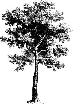 4,000+ Free Black White & Black Illustrations - Pixabay Manga Tree, Svg Tree, Black And White Images, White Images, Free Plants, Simple Illustration, Tree Free, Public Domain Images, Free Pictures