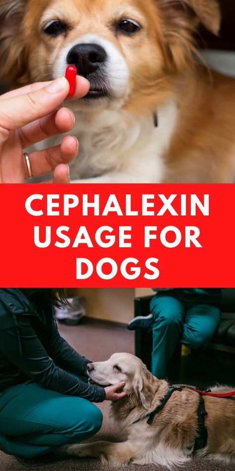 Cephalexin, also sold under brand names Keflex and Rilexine, is a broad-spectrum antibiotic of the cephalosporin class. #doghealth #doghealthtips #doghealthtip #dogbreeds #dogsandpuppies #dogs #puppy #cephalexin Antibiotics For Dogs, Meds For Dogs, Medication For Dogs, Dog Health Tips, Dogs Puppy, Dog Health, My Side, For Dogs, Brand Names