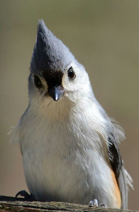 Tufted tit-mouse Millhouse, MI Interesting Birds, Tufted Titmouse, Amazing Animals, Dnd Characters, Beautiful Birds, Hobbies, Cute Animals, Birds, Carving