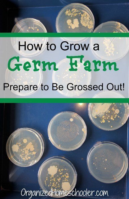 A bacteria lesson with activities. Teaching germs to kids is easier when they can SEE the germs. It also motivates them to use proper handwashing techniques. This was one of our best science experiments.  It is a great science fair experiment! #organizedhomeschooler #bacteria #germs #homeschool #science Science Fair Experiments, Homeschool Science Experiments, Science Fair Projects Boards, Cool Science Fair Projects, Homeschool Science Curriculum, Microscope Kids, Micro Organisms, The Germs, Homeschool Projects