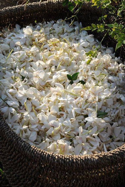 Syria Before And After, Syria Pictures, Damascus Syria, Jasmine Plant, Jasmine Flower, Indian Aesthetic, Flower Therapy, Syria, Damascus