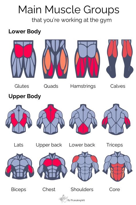 Simple guide to main muscle groups that you're working at the gym. #musclebuilding #musclegroups #HIIT #rep #set #rom #triset #cardio #cardioworkout #gymequipment #gymtools #treadmill #kettlebell #gymworkout #gymrat #gymexercises #gym #workoutroutine #quickworkout #workout #coreworkout #gymwokrout #strong #fit #fitness #absworkoutroutines #absandcardio #absworkoutwomen #biceps #triceps #chest #lats #glutes #quads #hamstrings #calves #shoulders Main Muscle Groups, Full Body Muscles Anatomy, Muscle Groups Anatomy, Glute Muscles Anatomy, Muscle Groups To Workout, Core Workout Plan, Iron Paradise, Weight Training Women, Quad Muscles